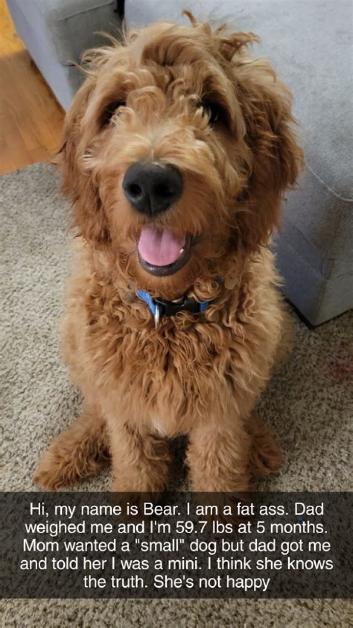 How big will my Goldendoodle get?