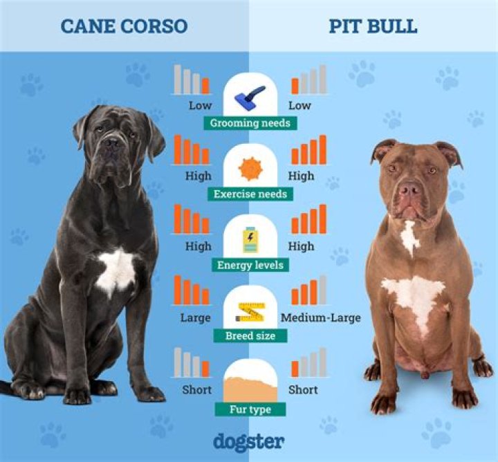 How can I get my pitbull papers?