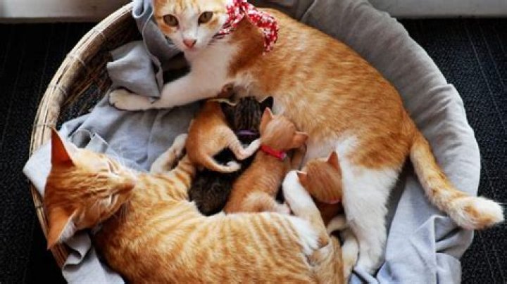 How can I make my kitten feel safe?