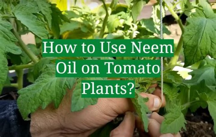 How can I make neem oil?