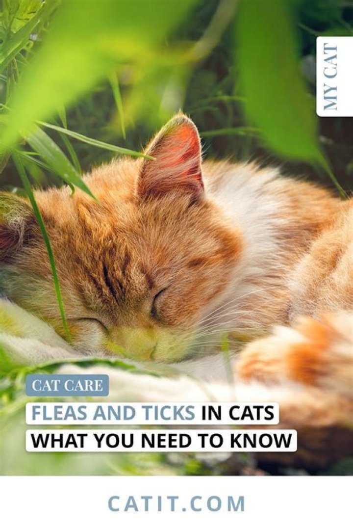 How can I prevent my cat from getting ticks?