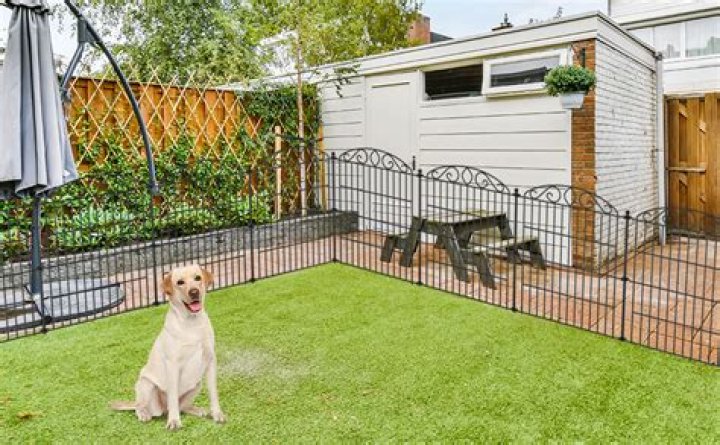 How can I protect my small dog from hawks?