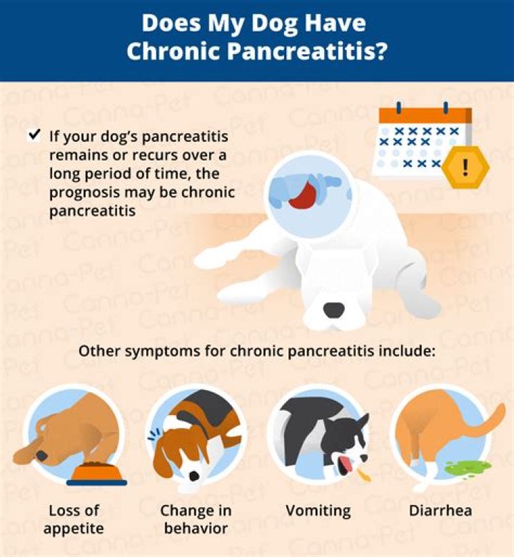How can I treat my dogs pancreatitis at home?