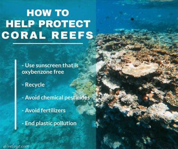 How can we protect the coral reefs?
