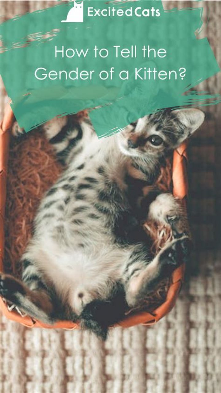 How can you tell a kitten's gender?
