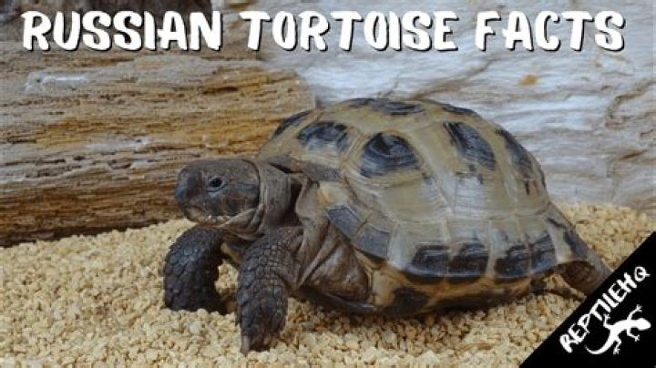 How can you tell the age of a Russian tortoise?
