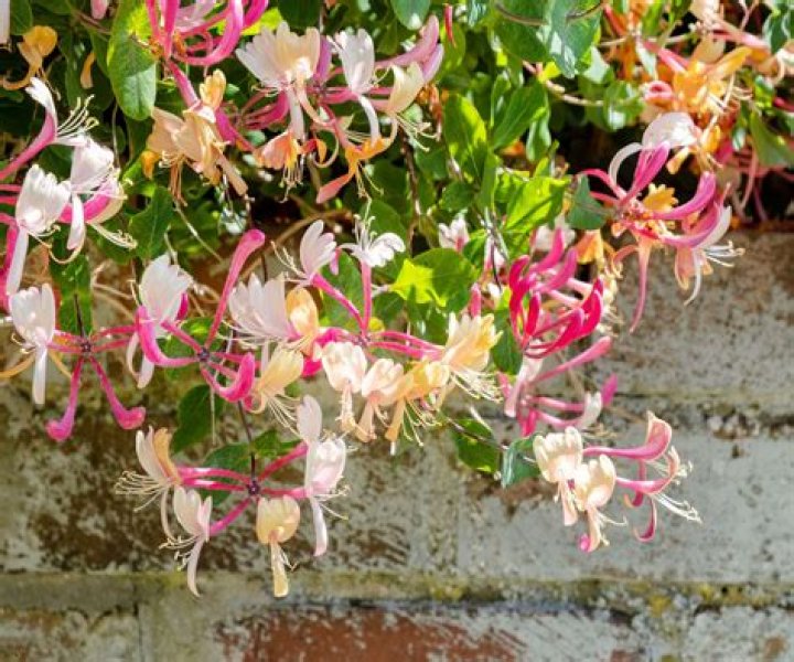How deep do you plant honeysuckle?
