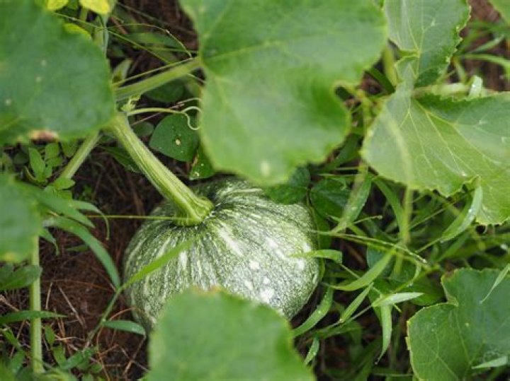 How deep do you plant squash?
