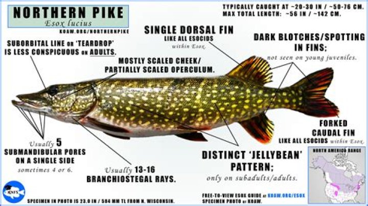 How deep does a Rapala Fat Rap dive?