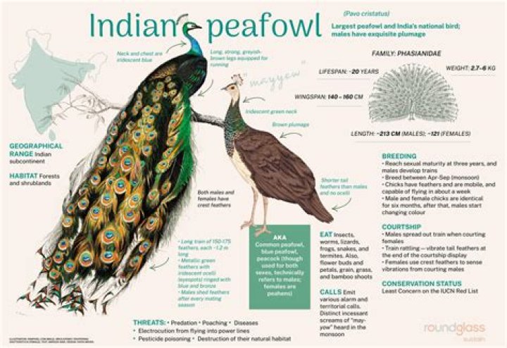 How did a peacock get its name?