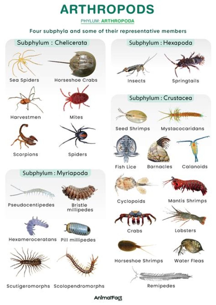 How did arthropods adapt to land?