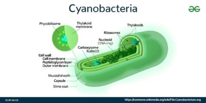 How did cyanobacteria affect the physical and chemical conditions on Earth?