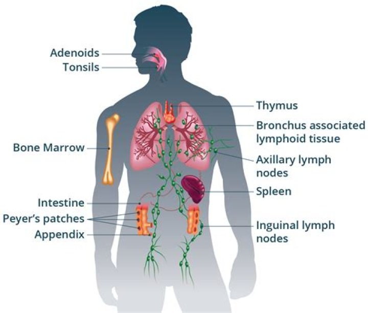 How do antibodies help the immune system?