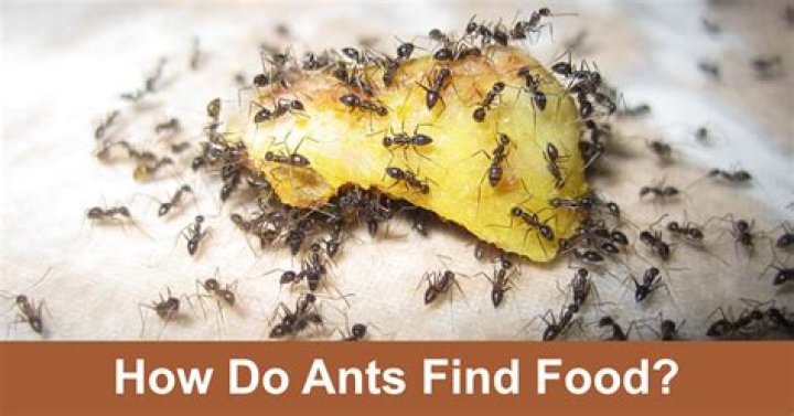 How do ants find their way to hidden sweets?