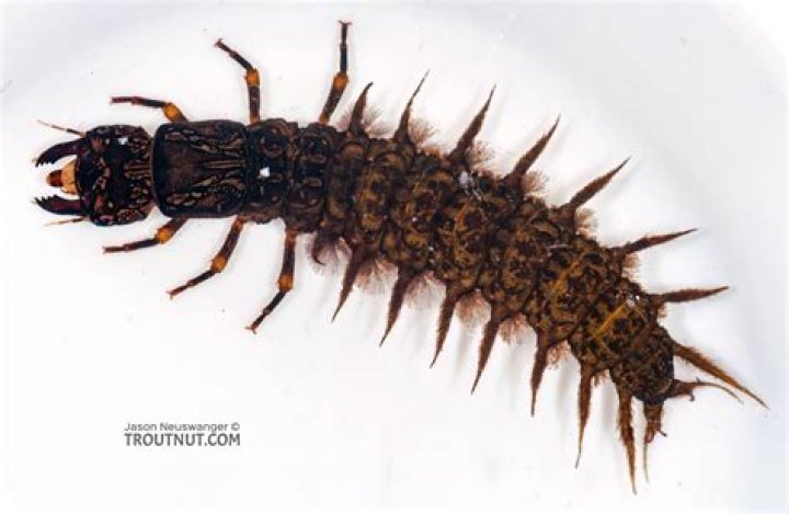 How do caddisfly larvae breathe?