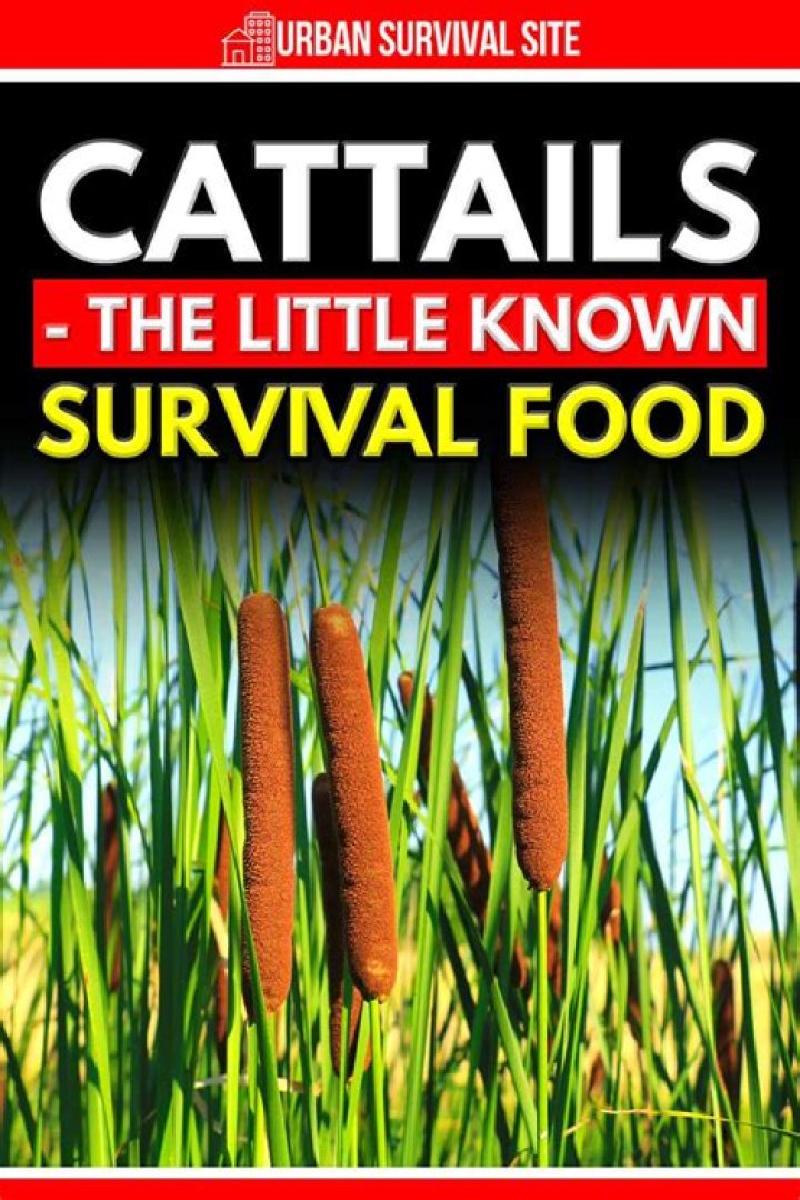 How do cattails survive?