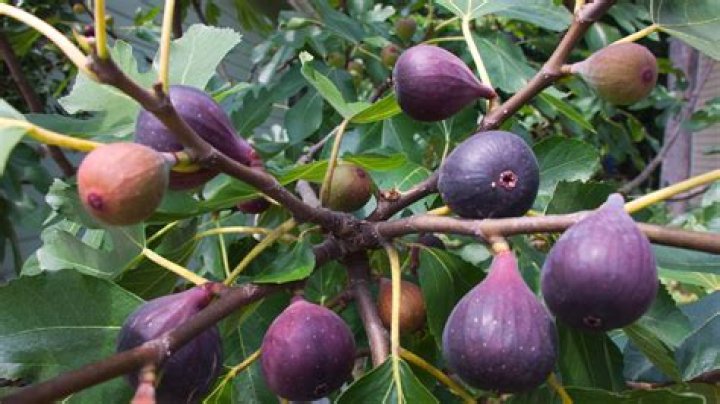 How do diabetics eat fig leaves?
