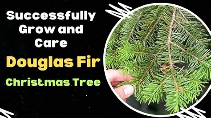 How do Douglas fir trees grow?