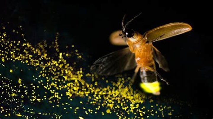 How do fireflies hatch? | ContextResponse.com