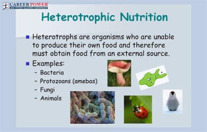 How do heterotrophic bacteria get their energy quizlet?