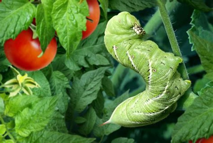 How do horn worms find tomato plants?