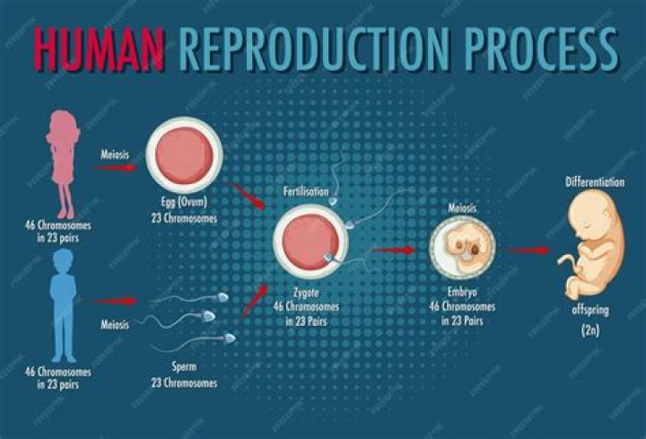 How do human babies reproduce?