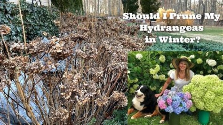How do hydrangeas look in winter?