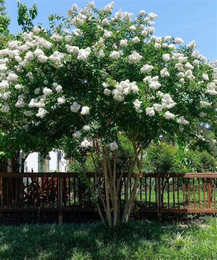 How do I care for Myrtle topiary?