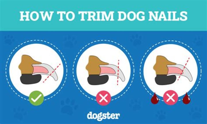 How do I cut my dog's nails that are black?