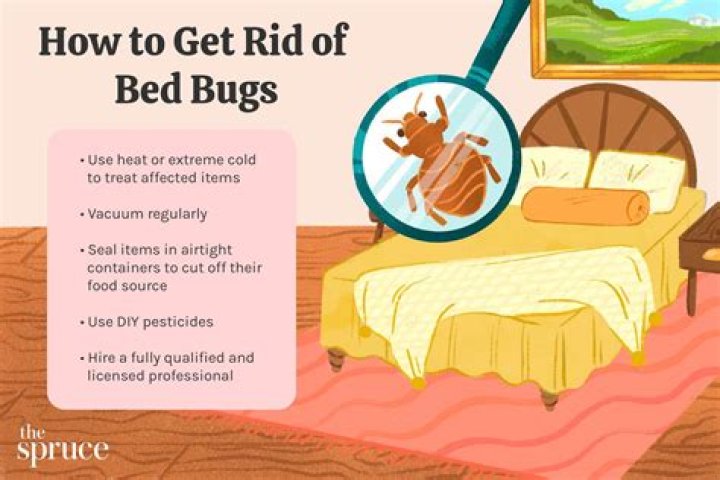 How do I get rid of bed bugs by myself?