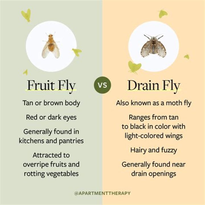 How do I get rid of fruit flies in my organic bin?