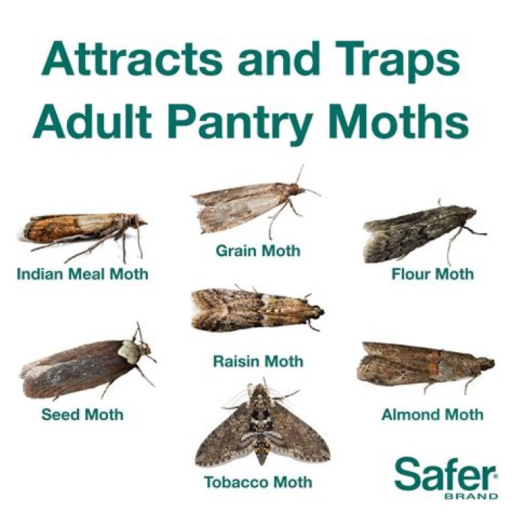 How do I get rid of mealworms in my pantry?