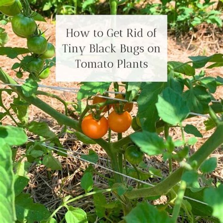 How do I get rid of white aphids on my tomato plants?