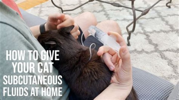 How do I give myself subcutaneous fluids to my cat?
