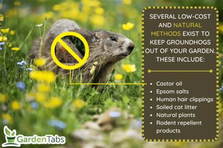 How do I keep groundhogs from digging under my shed?