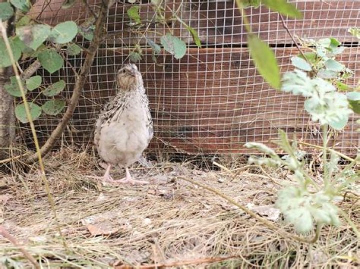 How do I keep quails out of my garden?