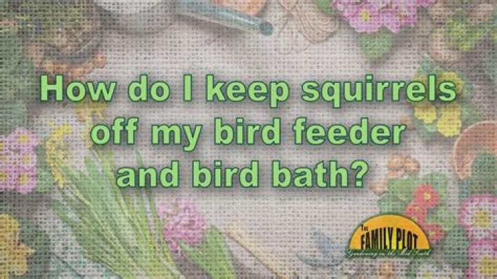 How do I keep squirrels off my bird feeder?