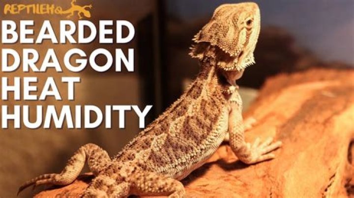 How do I keep the humidity in my bearded dragon tank?