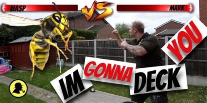 How do I keep wasps from building nests under my deck?
