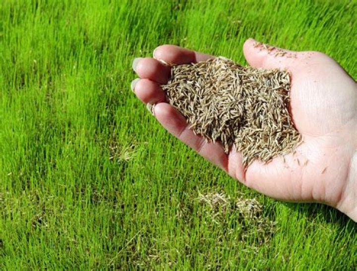 How do I know if I have Zoysia grass?