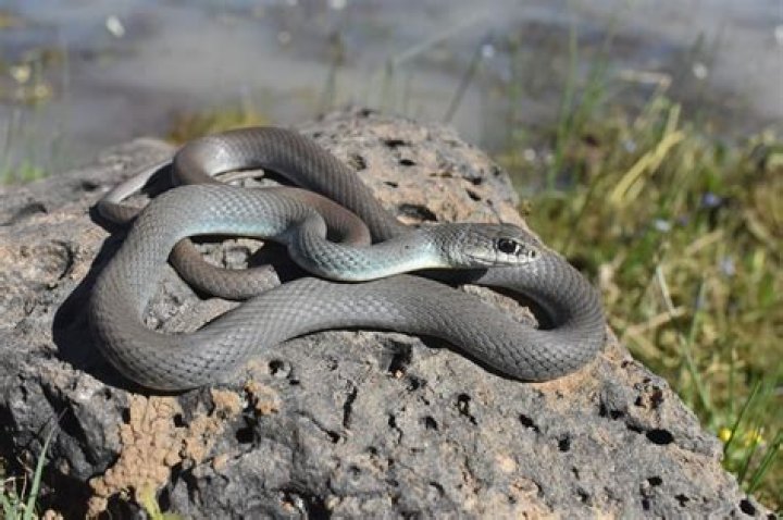 How do I know if my snake has a respiratory infection?