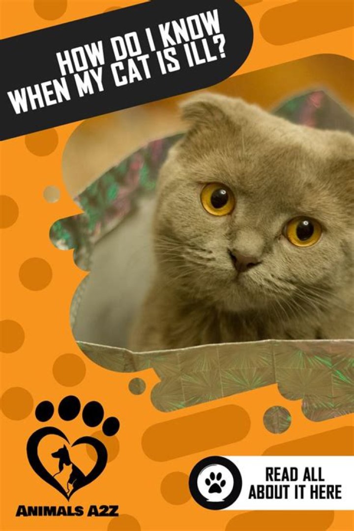 How do I know when my cat is ill?