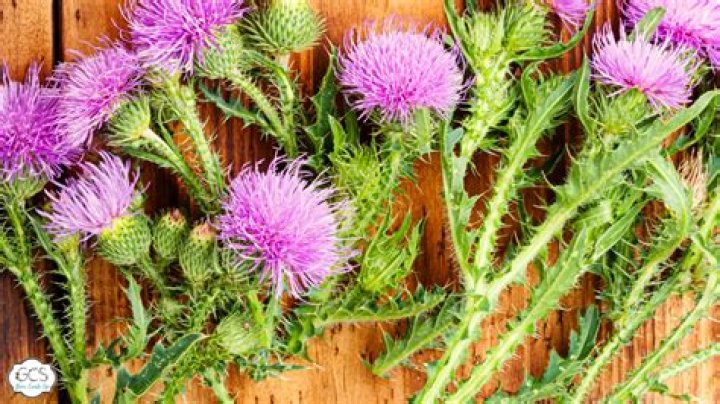 How do I plant thistle?