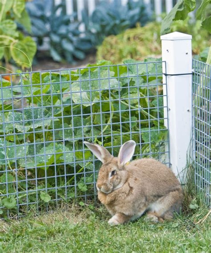 How do I protect my garden from rabbits?