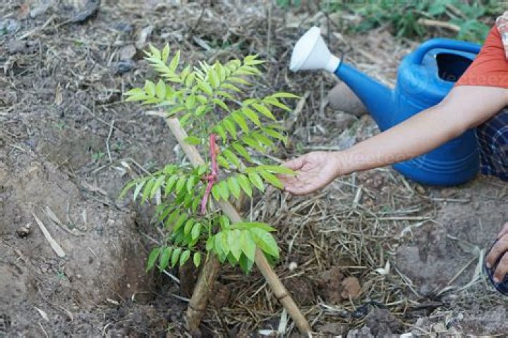 How do I protect my newly planted trees from my dog?