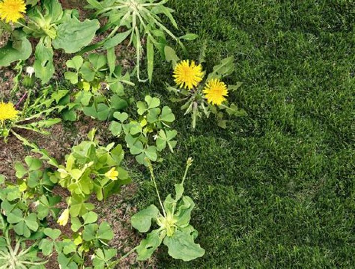 How do I seed my lawn with weeds?