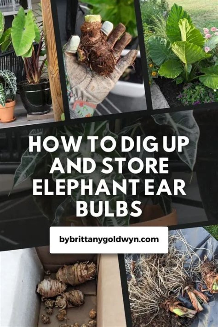 How do I store elephant ear bulbs for the winter?