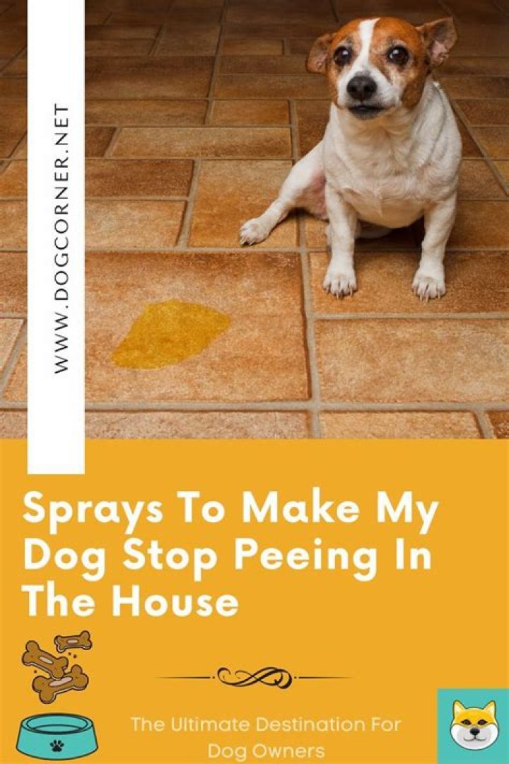 How do I train my dog to eat from a bowl?