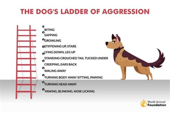 How do I train my dog to pick up his leash?