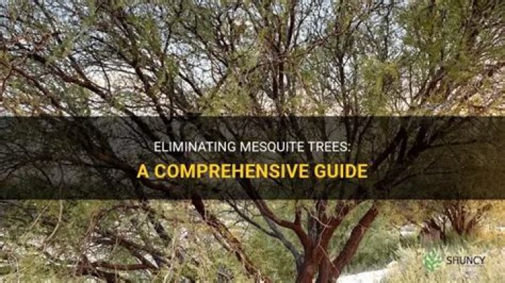 How do mesquite trees collect water?